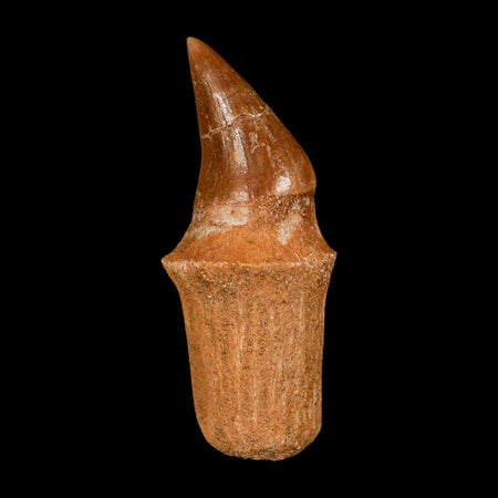 2.4" Halisaurus Walkeri Mosasaur Fossil Tooth Rooted Cretaceous Dinosaur Era COA