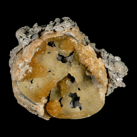 4.6" Mercenaria Permagna Clam Fossil Golden Calcite Crystal Rucks Pit Florida - Fossil Age Minerals