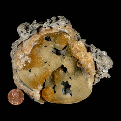 4.6" Mercenaria Permagna Clam Fossil Golden Calcite Crystal Rucks Pit Florida - Fossil Age Minerals