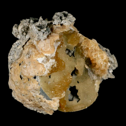 4.6" Mercenaria Permagna Clam Fossil Golden Calcite Crystal Rucks Pit Florida - Fossil Age Minerals