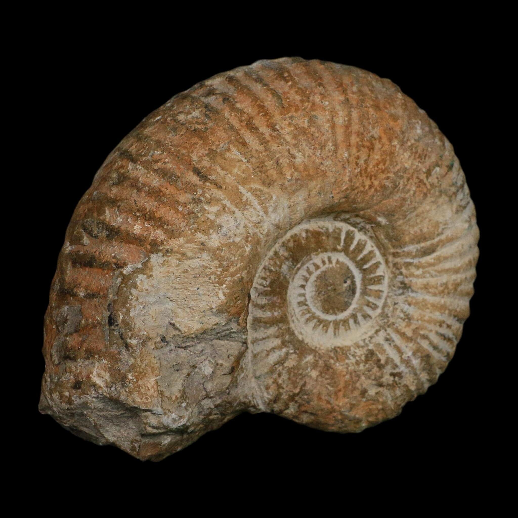 5.2" Acanthoceras Ammonite Fossil Agadir Morocco 360 Million Year Old COA - Fossil Age Minerals