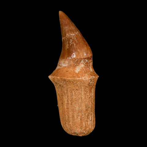 2.4" Halisaurus Walkeri Mosasaur Fossil Tooth Rooted Cretaceous Dinosaur Era COA - Fossil Age Minerals