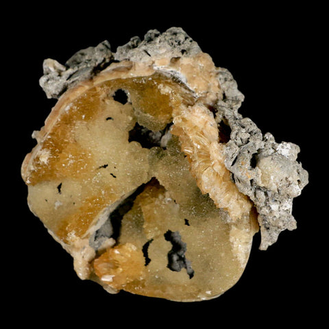 4.6" Mercenaria Permagna Clam Fossil Golden Calcite Crystal Rucks Pit Florida - Fossil Age Minerals