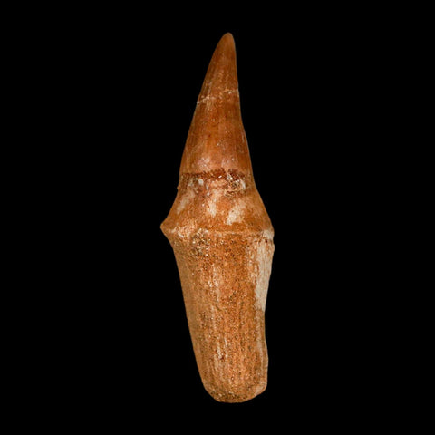 2.4" Halisaurus Walkeri Mosasaur Fossil Tooth Rooted Cretaceous Dinosaur Era COA - Fossil Age Minerals