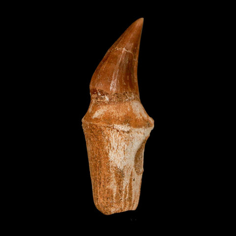 2.4" Halisaurus Walkeri Mosasaur Fossil Tooth Rooted Cretaceous Dinosaur Era COA - Fossil Age Minerals