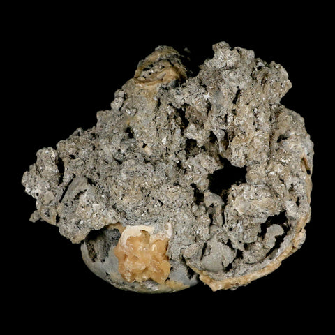 4.6" Mercenaria Permagna Clam Fossil Golden Calcite Crystal Rucks Pit Florida - Fossil Age Minerals