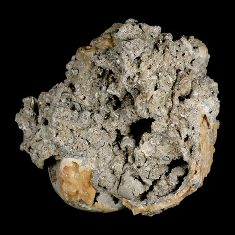 4.6" Mercenaria Permagna Clam Fossil Golden Calcite Crystal Rucks Pit Florida - Fossil Age Minerals