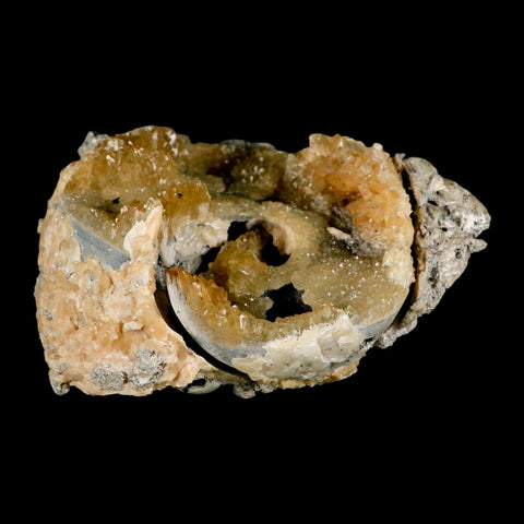 4.6" Mercenaria Permagna Clam Fossil Golden Calcite Crystal Rucks Pit Florida - Fossil Age Minerals