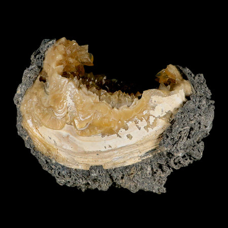 4.9" Mercenaria Permagna Clam Fossil Golden Calcite Crystal Rucks Pit Florida