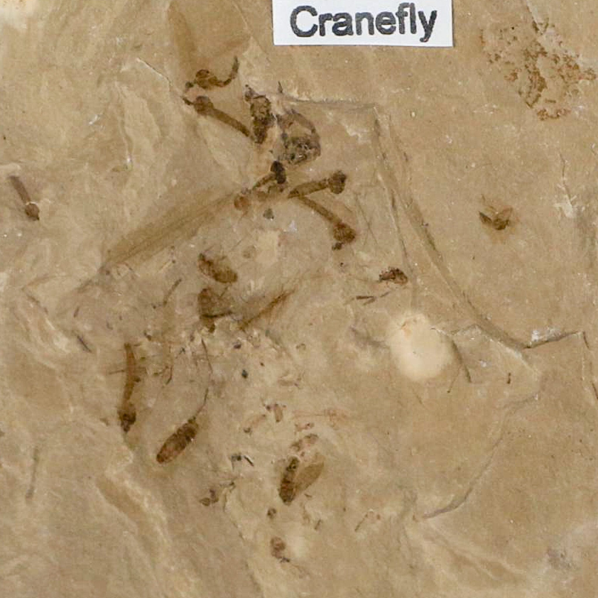 Fossil Crane Flies Mortality Plate Insect Green River FM Uintah County UT Eocene Age - Fossil Age Minerals