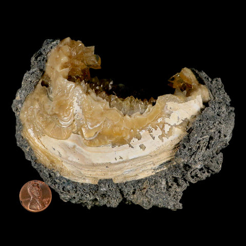 4.9" Mercenaria Permagna Clam Fossil Golden Calcite Crystal Rucks Pit Florida - Fossil Age Minerals