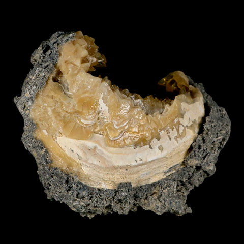 4.9" Mercenaria Permagna Clam Fossil Golden Calcite Crystal Rucks Pit Florida - Fossil Age Minerals