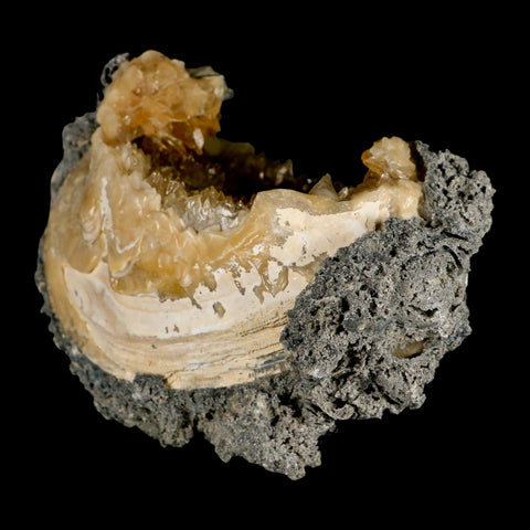 4.9" Mercenaria Permagna Clam Fossil Golden Calcite Crystal Rucks Pit Florida - Fossil Age Minerals