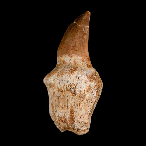 2.5" Mosasaur Prognathodon Anceps Fossil Tooth Rooted Cretaceous Dinosaur Era COA - Fossil Age Minerals