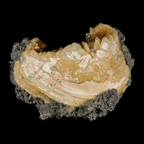 4.9" Mercenaria Permagna Clam Fossil Golden Calcite Crystal Rucks Pit Florida - Fossil Age Minerals