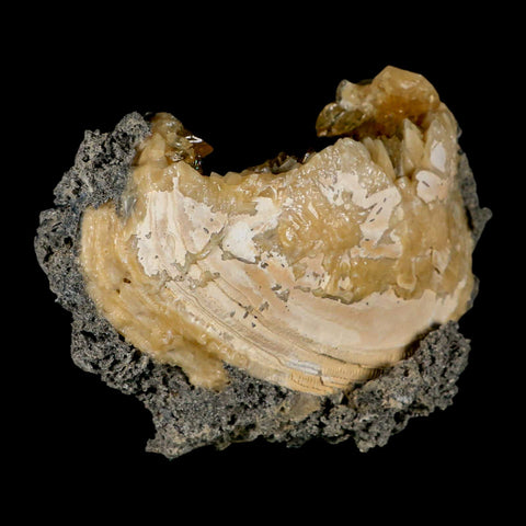 4.9" Mercenaria Permagna Clam Fossil Golden Calcite Crystal Rucks Pit Florida - Fossil Age Minerals