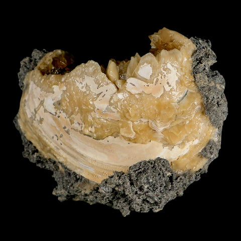 4.9" Mercenaria Permagna Clam Fossil Golden Calcite Crystal Rucks Pit Florida - Fossil Age Minerals