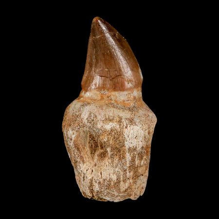 2.5" Mosasaur Prognathodon Anceps Fossil Tooth Rooted Cretaceous Dinosaur Era COA