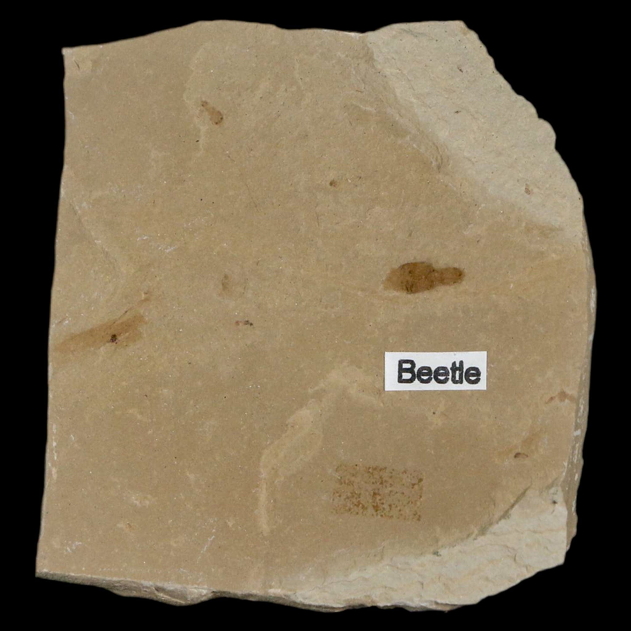 2.4" Fossil Beetle Insect Green River Formation Uintah County Utah Eocene Age - Fossil Age Minerals