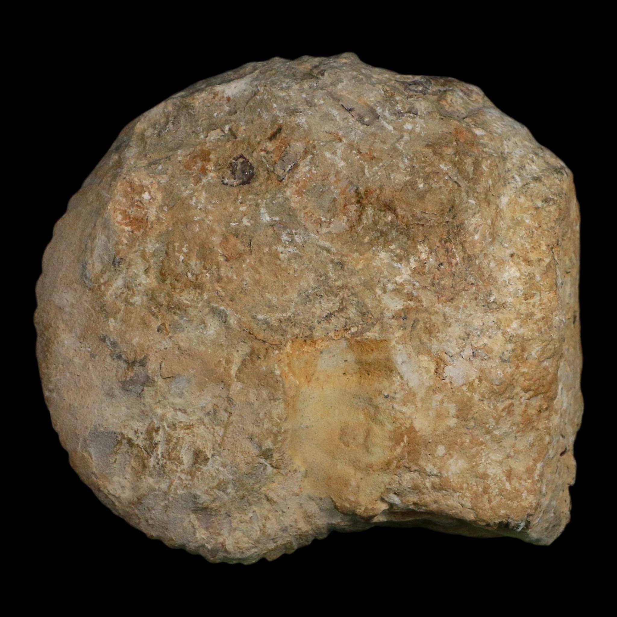 4.6" Acanthoceras Ammonite Fossil Agadir Morocco 360 Million Year Old COA - Fossil Age Minerals