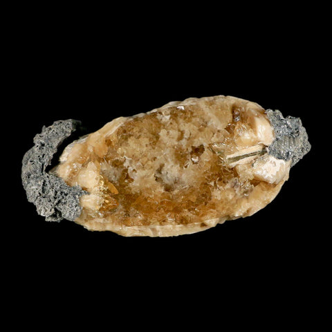 4.9" Mercenaria Permagna Clam Fossil Golden Calcite Crystal Rucks Pit Florida - Fossil Age Minerals