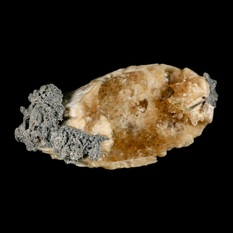 4.9" Mercenaria Permagna Clam Fossil Golden Calcite Crystal Rucks Pit Florida - Fossil Age Minerals