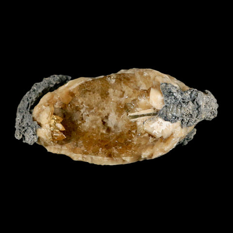 4.9" Mercenaria Permagna Clam Fossil Golden Calcite Crystal Rucks Pit Florida - Fossil Age Minerals