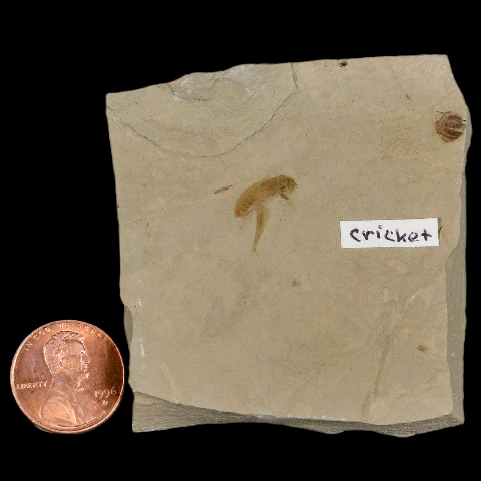 0.5" Detailed Fossil Flying Cricket Insect Green River FM Uintah County UT Eocene Age - Fossil Age Minerals