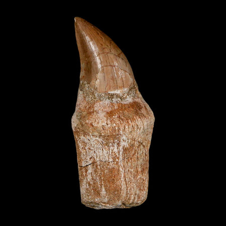 2.5" Halisaurus Walkeri Mosasaur Fossil Tooth Rooted Cretaceous Dinosaur Era COA