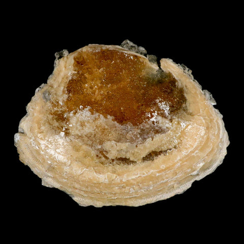 5.8" Mercenaria Permagna Clam Fossil Golden Calcite Crystal Rucks Pit Florida - Fossil Age Minerals