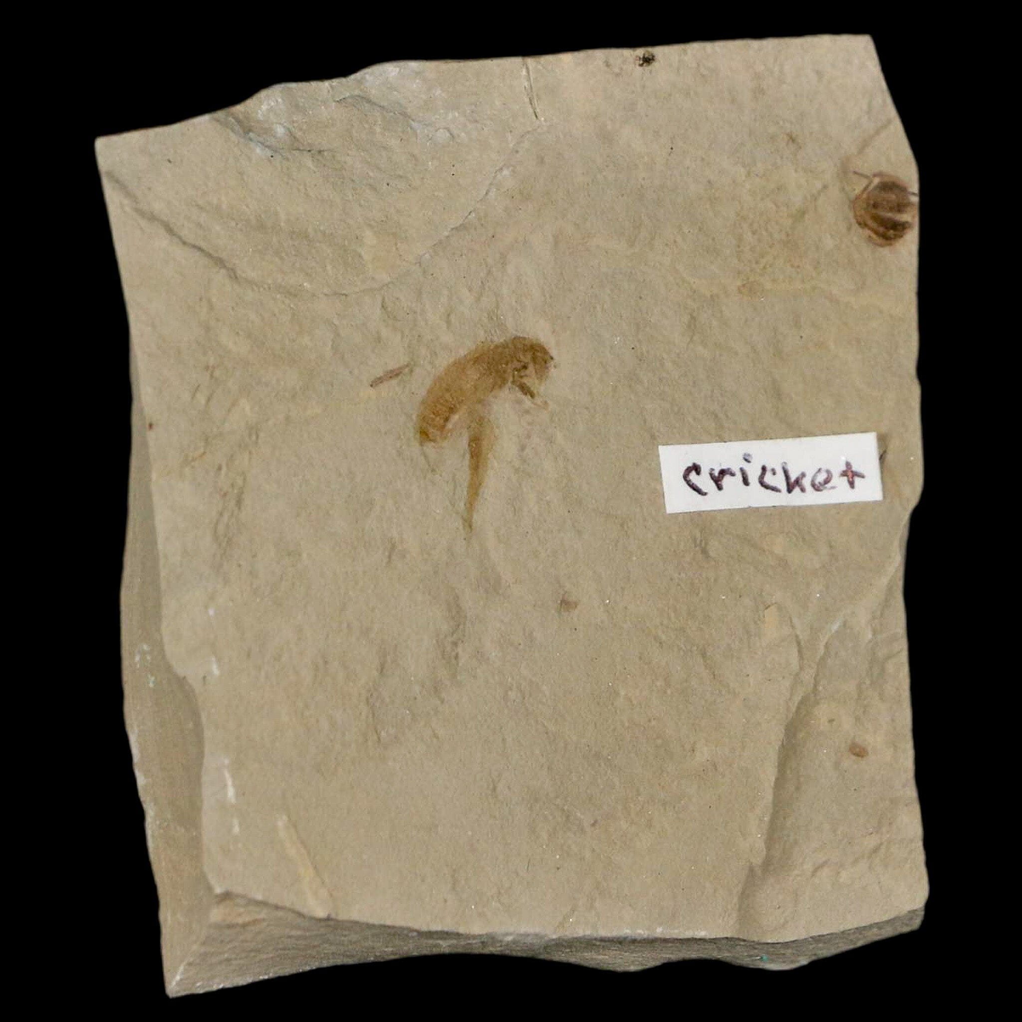 0.5" Detailed Fossil Flying Cricket Insect Green River FM Uintah County UT Eocene Age - Fossil Age Minerals