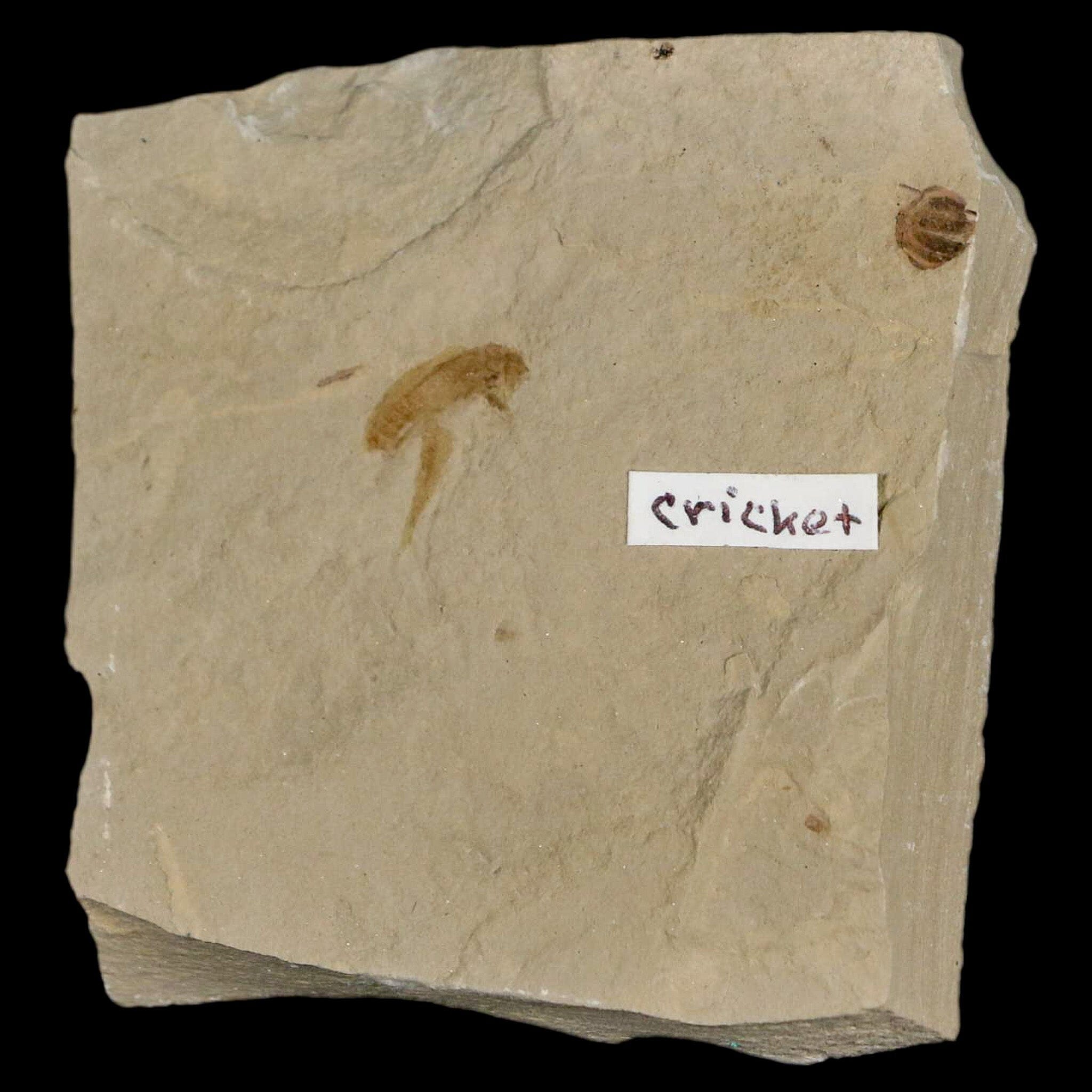 0.5" Detailed Fossil Flying Cricket Insect Green River FM Uintah County UT Eocene Age - Fossil Age Minerals