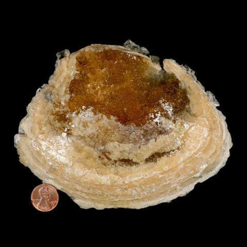 5.8" Mercenaria Permagna Clam Fossil Golden Calcite Crystal Rucks Pit Florida - Fossil Age Minerals