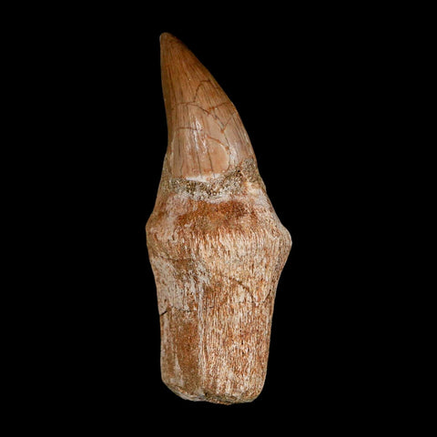 2.5" Halisaurus Walkeri Mosasaur Fossil Tooth Rooted Cretaceous Dinosaur Era COA - Fossil Age Minerals