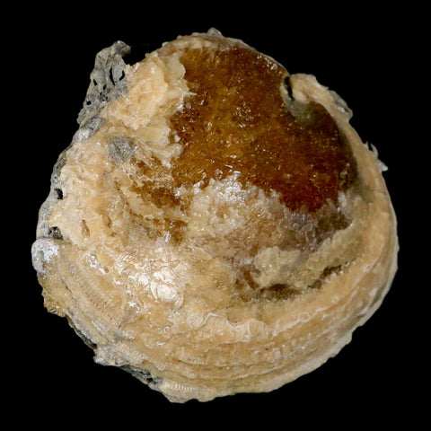 5.8" Mercenaria Permagna Clam Fossil Golden Calcite Crystal Rucks Pit Florida - Fossil Age Minerals