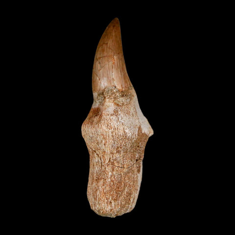 2.5" Halisaurus Walkeri Mosasaur Fossil Tooth Rooted Cretaceous Dinosaur Era COA - Fossil Age Minerals