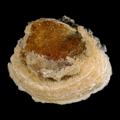 5.8" Mercenaria Permagna Clam Fossil Golden Calcite Crystal Rucks Pit Florida - Fossil Age Minerals