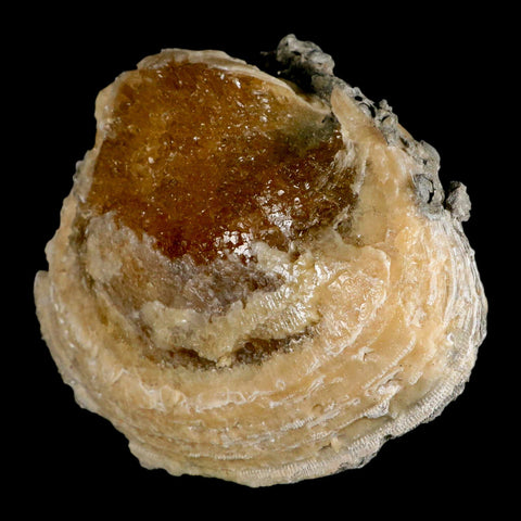 5.8" Mercenaria Permagna Clam Fossil Golden Calcite Crystal Rucks Pit Florida - Fossil Age Minerals