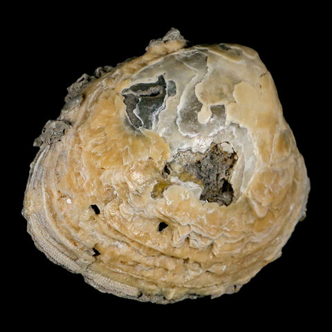 5.8" Mercenaria Permagna Clam Fossil Golden Calcite Crystal Rucks Pit Florida - Fossil Age Minerals