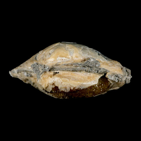 5.8" Mercenaria Permagna Clam Fossil Golden Calcite Crystal Rucks Pit Florida - Fossil Age Minerals