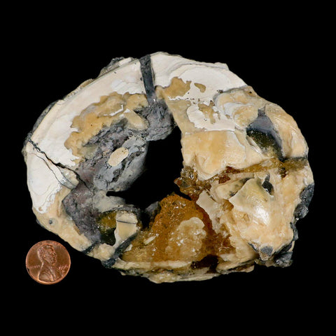 4.8" Mercenaria Permagna Clam Fossil Golden Calcite Crystal Rucks Pit Florida - Fossil Age Minerals