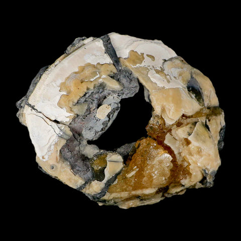 4.8" Mercenaria Permagna Clam Fossil Golden Calcite Crystal Rucks Pit Florida - Fossil Age Minerals