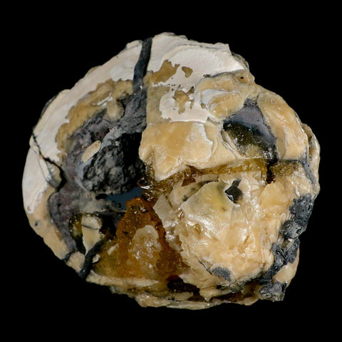 4.8" Mercenaria Permagna Clam Fossil Golden Calcite Crystal Rucks Pit Florida - Fossil Age Minerals