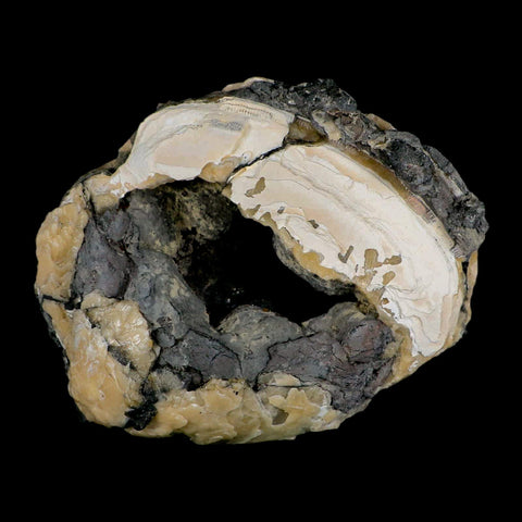 4.8" Mercenaria Permagna Clam Fossil Golden Calcite Crystal Rucks Pit Florida - Fossil Age Minerals