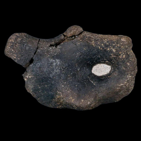 3.9" Hypacrosaurus Dinosaur Fossil Coracoid Bone Two Medicine FM Cretaceous MT COA - Fossil Age Minerals