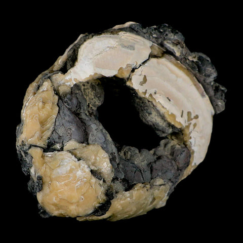 4.8" Mercenaria Permagna Clam Fossil Golden Calcite Crystal Rucks Pit Florida - Fossil Age Minerals