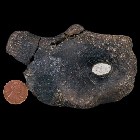 3.9" Hypacrosaurus Dinosaur Fossil Coracoid Bone Two Medicine FM Cretaceous MT COA - Fossil Age Minerals