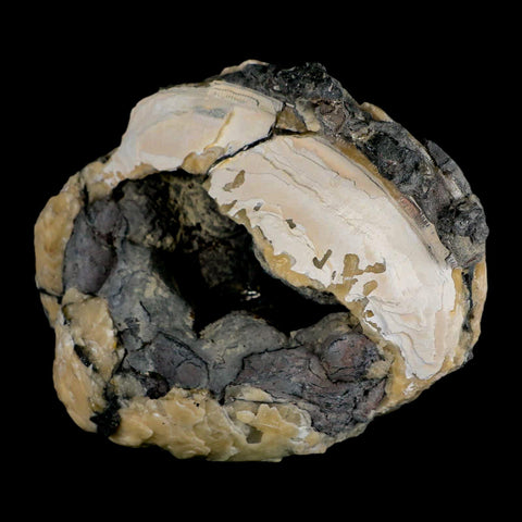 4.8" Mercenaria Permagna Clam Fossil Golden Calcite Crystal Rucks Pit Florida - Fossil Age Minerals