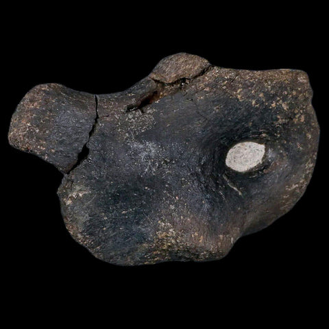 3.9" Hypacrosaurus Dinosaur Fossil Coracoid Bone Two Medicine FM Cretaceous MT COA - Fossil Age Minerals