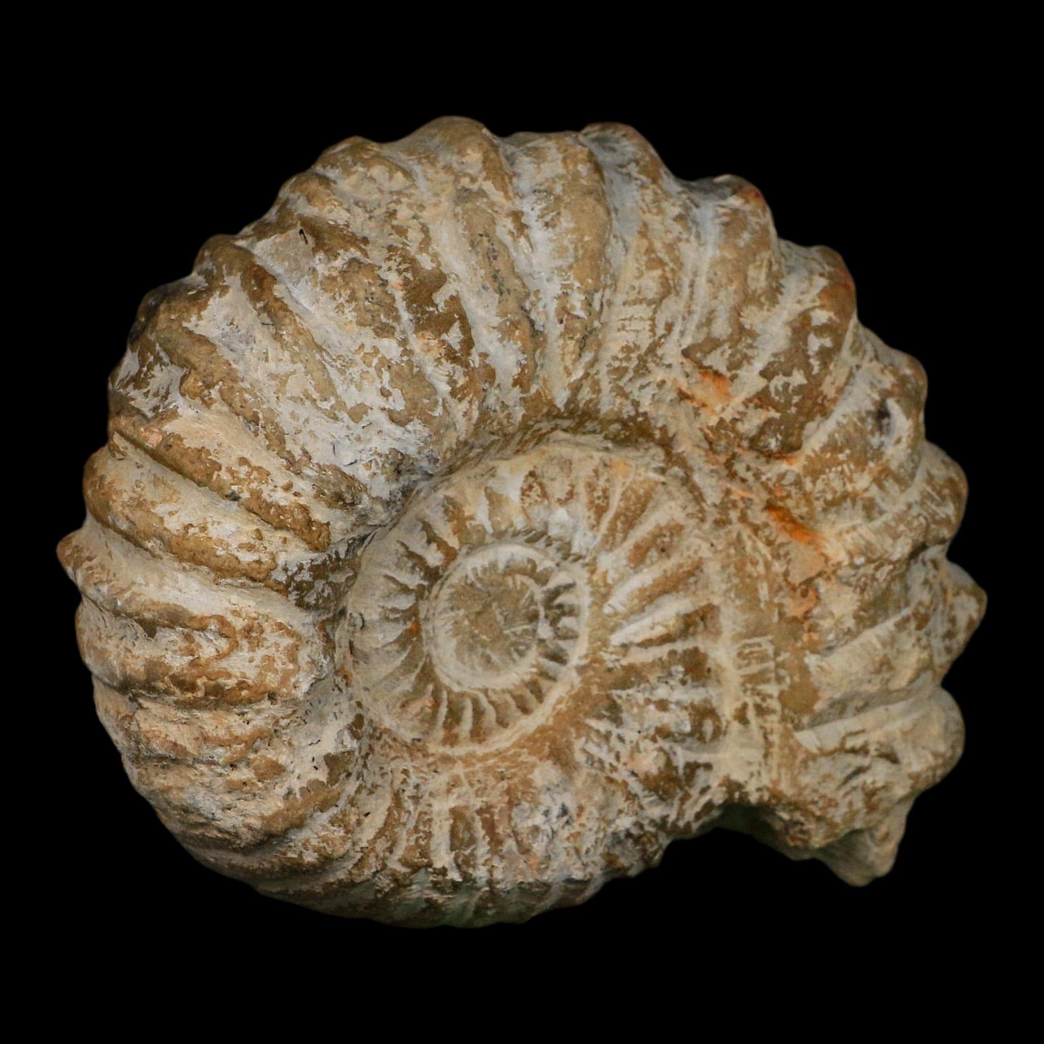5" Acanthoceras Ammonite Fossil Agadir Morocco 360 Million Year Old COA - Fossil Age Minerals
